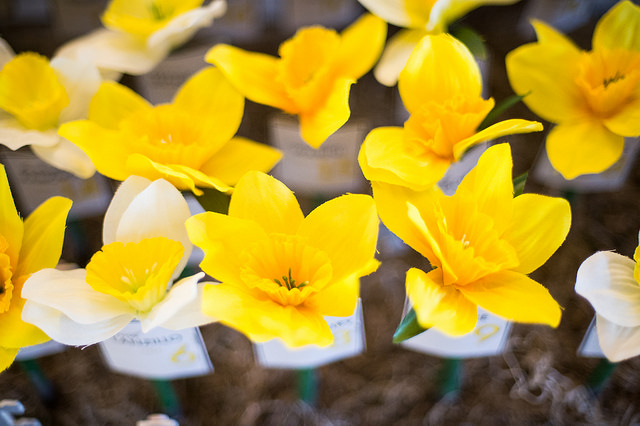 28200516105_48aa423941_z